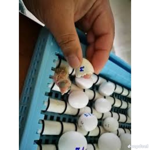 Fresh Healthy fertile Parrot Birds Eggs for Hatching