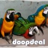 Pet Macaw Parrot Birds Species on Sale