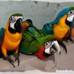 Pet Macaw Parrot Birds Species on Sale