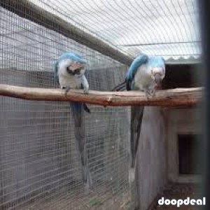 Bonded Pair White and Blue Macaw Parrots for sale