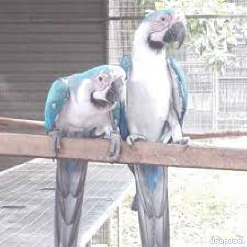 Bonded Pair White and Blue Macaw Parrots for sale
