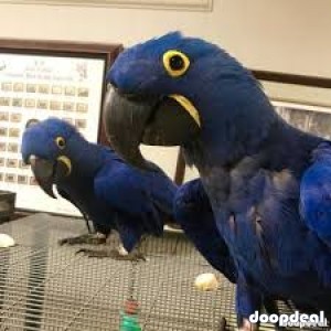 Trained Hyacinth Macaws Parrots on Sale