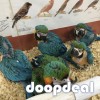 Macaws, parrots and parrot eggs for sale 