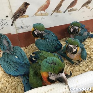 Macaws, parrots and parrot eggs for sale 