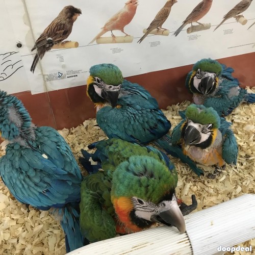 Macaws, parrots and parrot eggs for sale 