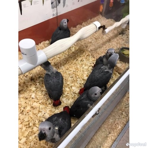 Macaws, parrots and parrot eggs for sale 