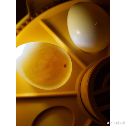 Macaws, parrots and parrot eggs for sale 