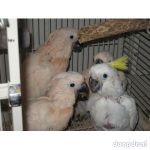 Macaws and parrots for sale 