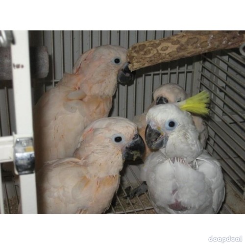 Macaws and parrots for sale 