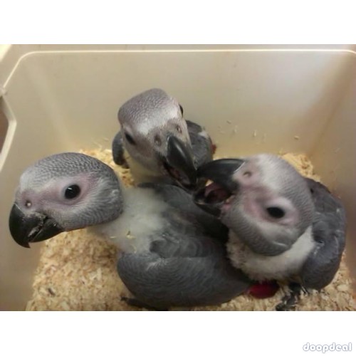 Macaws and parrots for sale 