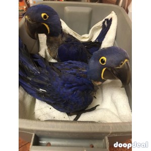 Parrots and macaws for sale 