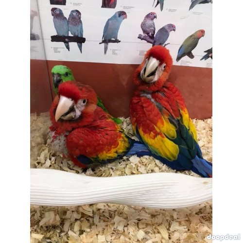 Macaws and parrots for sale 