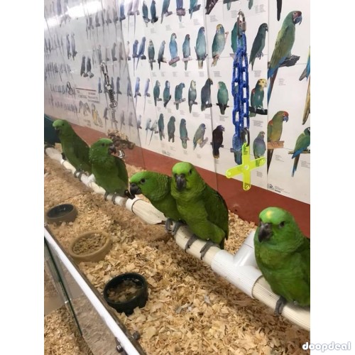 Macaws and parrots for sale 
