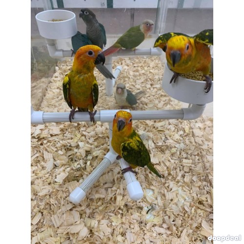 Macaws and parrots for sale 