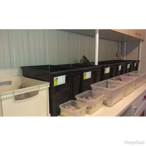Macaws and parrots for sale 