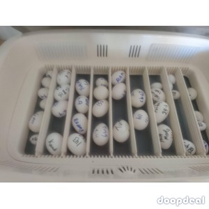 Parrots and parrot eggs for sale 
