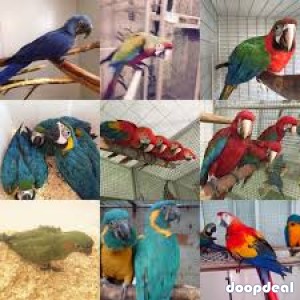 Multi Parrots Species Avian Center Pet Birds On Sale	