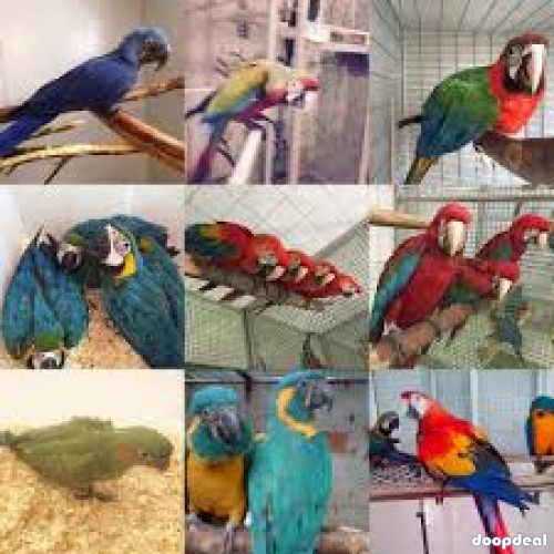 Multi Parrots Species Avian Center Pet Birds On Sale	