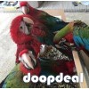 Baby and Young Pair Green wing Macaw Parrots on Sale