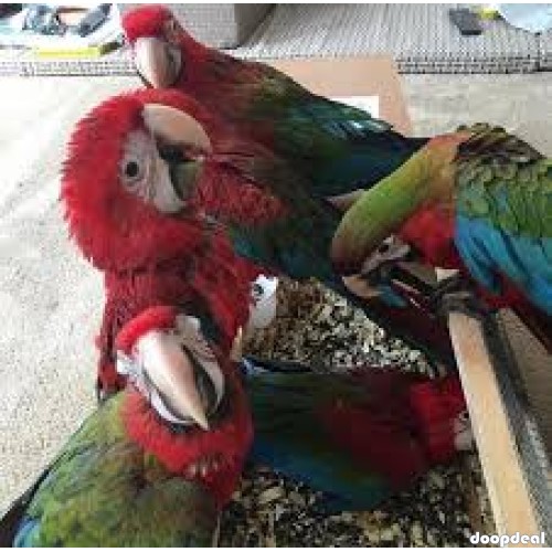 Baby and Young Pair Green wing Macaw Parrots on Sale