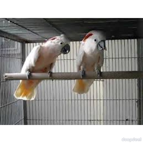 Moluccan Salmon crested cockatoo Cacatua moluccensis Parrots for sale whatsapp +237699461444