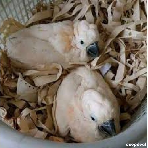 Moluccan Salmon crested cockatoo Cacatua moluccensis Parrots for sale whatsapp +237699461444