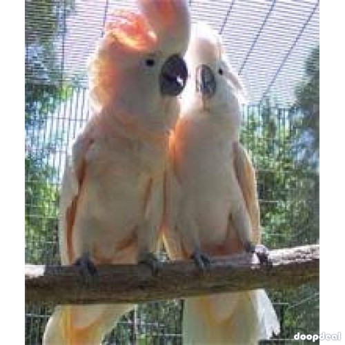 Moluccan Salmon crested cockatoo Cacatua moluccensis Parrots for sale whatsapp +237699461444