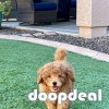 f1 mini golden doodle  akc cannine reg vet check deworm on shots potty trained and has a great temperament wityh full registration including breeding right 