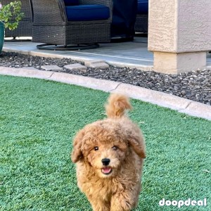 f1 mini golden doodle  akc cannine reg vet check deworm on shots potty trained and has a great temperament wityh full registration including breeding right 