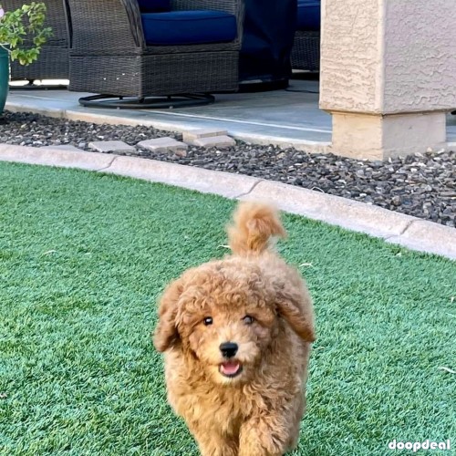 f1 mini golden doodle  akc cannine reg vet check deworm on shots potty trained and has a great temperament wityh full registration including breeding right 