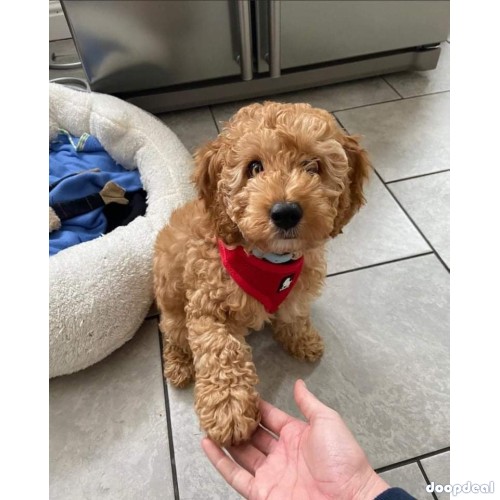 f1 mini golden doodle  akc cannine reg vet check deworm on shots potty trained and has a great temperament wityh full registration including breeding right 