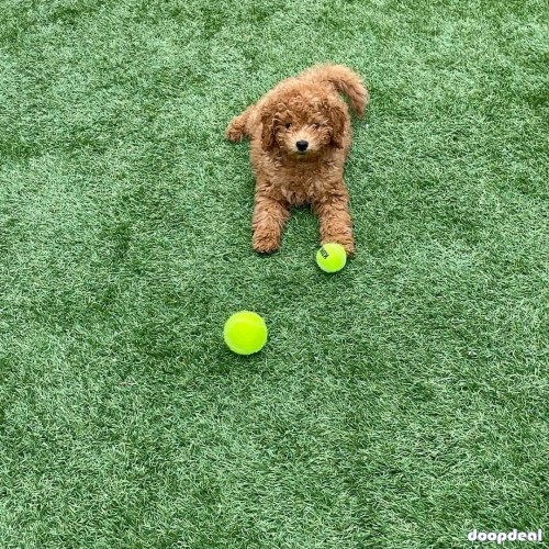 f1 mini golden doodle  akc cannine reg vet check deworm on shots potty trained and has a great temperament wityh full registration including breeding right 