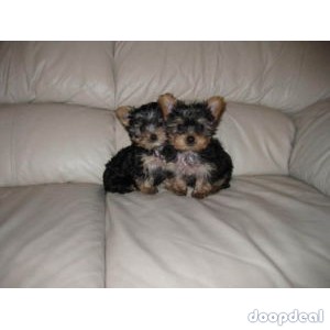Yorkshire Terrier puppies for new home