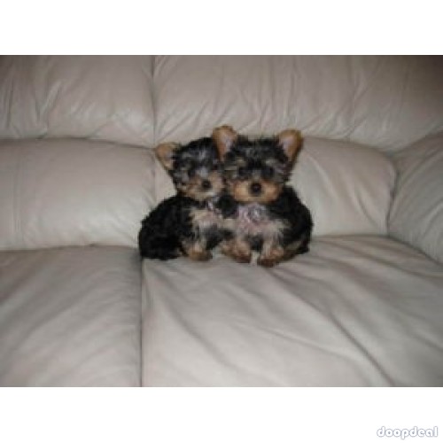 Yorkshire Terrier puppies for new home