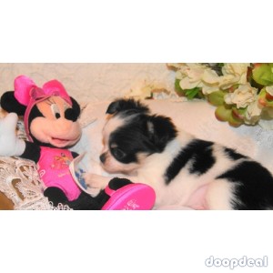 Stunning Tiny Long Haired Chihuahua